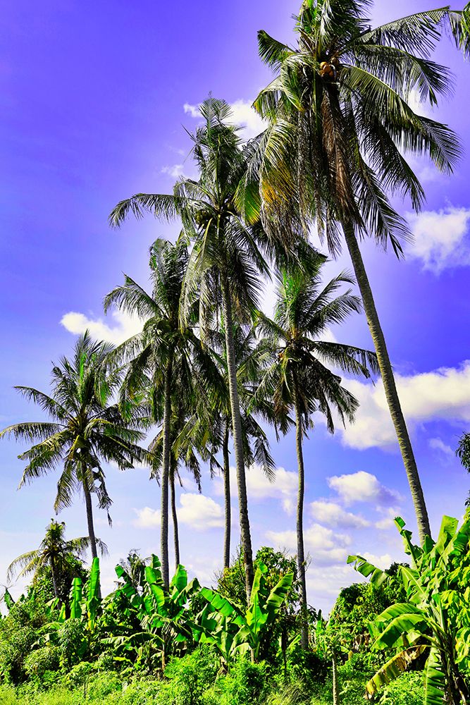 Palm trees along the coastal road-going into the mountains-Bali-Indonesia